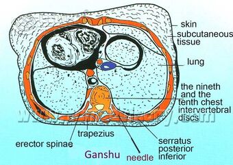 Section picture of Ganshu (BL18) Acupoint
