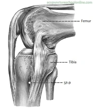 Точка Инь-лин-цюань Sp-9