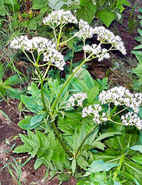 Valeriana