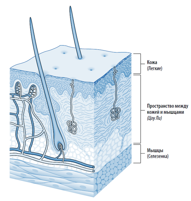Пространство между кожей и мышцами (Цоу Ли)