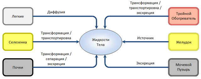 Взаимосвязь между Внутренними Органами и Жидкостями Тела