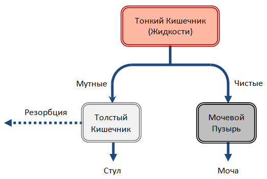 Разделение жидкостей Тонким Кишечником
