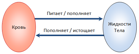 Взаимосвязь между Кровью и Жидкостями Тела