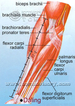 Anatomy picture of Daling (PC7) Acupoint