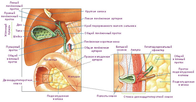 Взаимодействие органов пищеварения - двенадцатиперстная кишка, печень, жёлчный пузырь