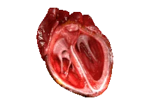 Сокращения сердца