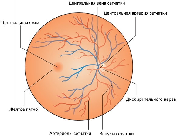 Центральная вена. Центральная Вена сетчатки анатомия. Центральная Вена сетчатки впадает в. Центральная артерия и Вена сетчатки. Строение глазного дна сетчатки.