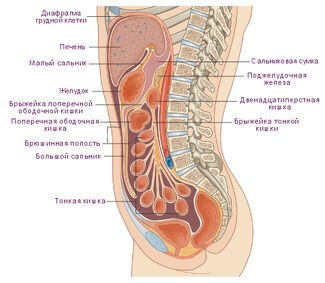 Топография органов брюшной полости. Сагиттальный разрез. Вид слева
