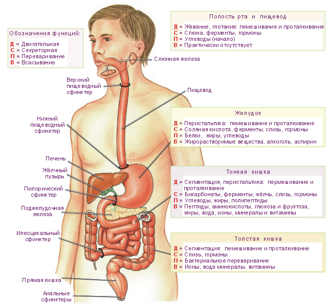 Органы пищеварения - основные функции