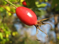 Rose hip