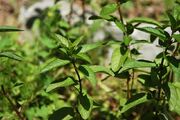Mentha piperita