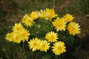 Adonis vernalis