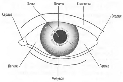 Соответствие между частями глаз и Внутренними Органами