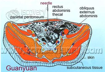 Section picture of Guanyuan (CV4) Acupoint