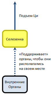 Селезенка поддерживает органы