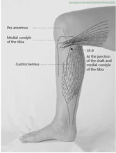 Точка Инь-лин-цюань Sp-9