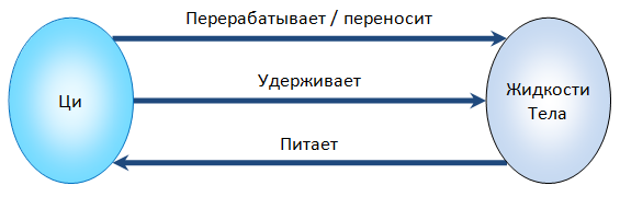 Взаимосвязь между Ци и Жидкостями Тела