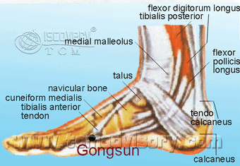 Anatomy picture of Gongsun (SP4) Acupoint