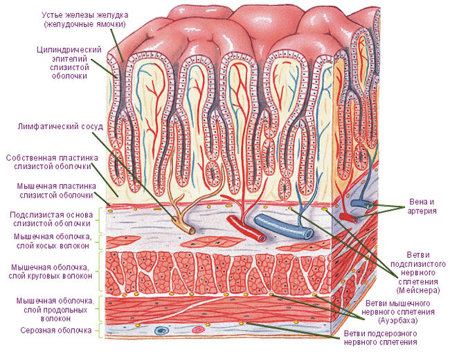 Поперечное сечение стенки желудка
