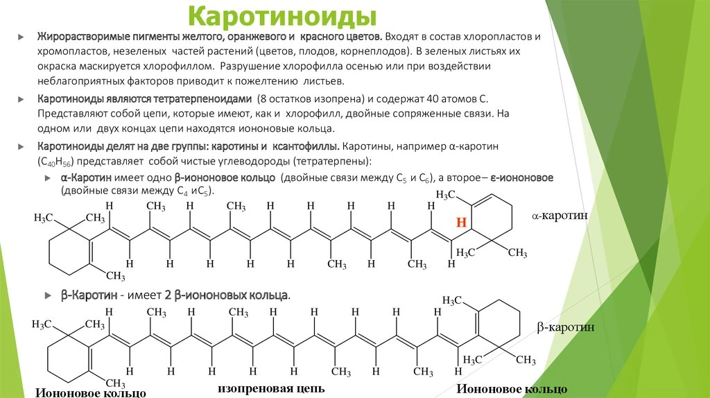 пластиды содержат днк. каротиноиды моркови формула. каротиноиды в растениях. каротиноиды продукты. каким номером обозначена структура накапливающая каротиноиды.