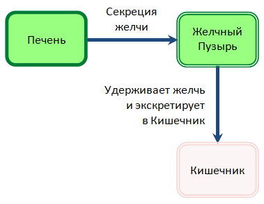 Желчный Пузырь удерживает и экскретирует желчь