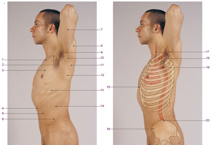 Que significa anatomia