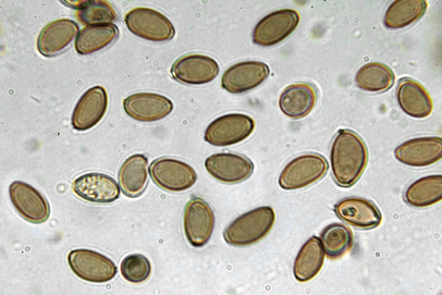 Psilocybe.semilanceata.spores-1000x.webp