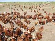 Free Range Chickens on Footpath^^ Near Seisdon, Staffordshire - geograph org uk - 378289 (1)