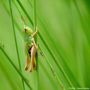 The green green grasshopper