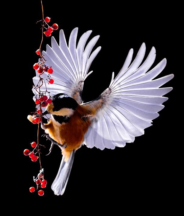 Tit-wings.jpg