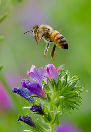 Bee in flight..