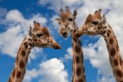 Giraffes