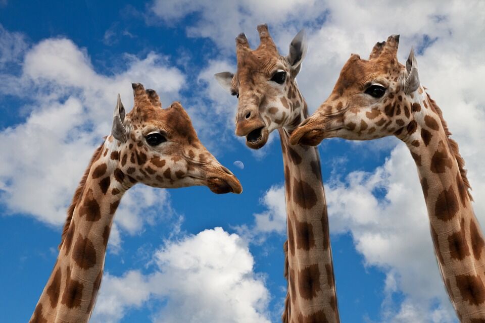 Giraffes.jpg