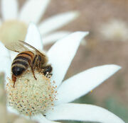 Bee on Flannel Flower