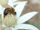 Bee on Flannel Flower.jpg
