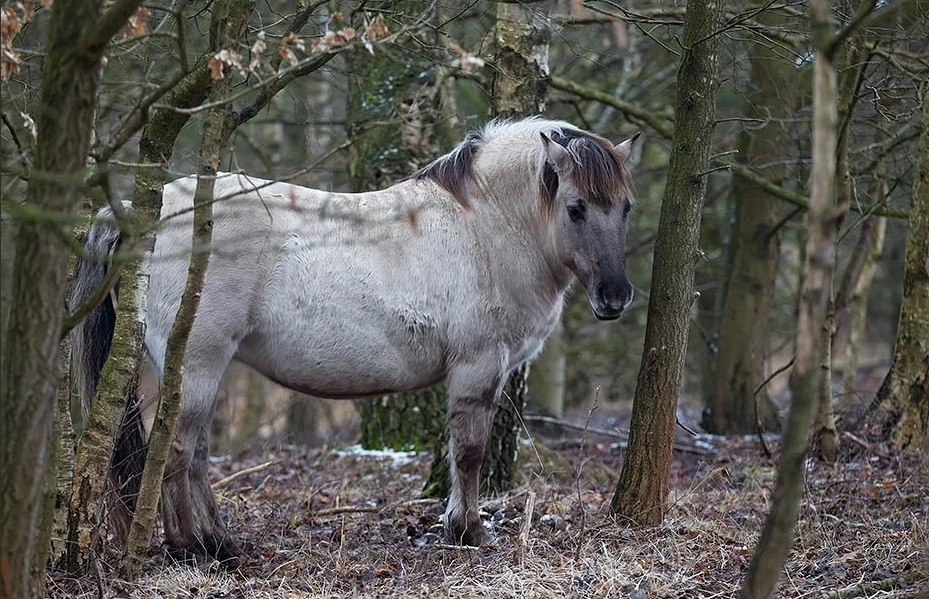 Equus ferus ferus | Alternopedia Wiki | Fandom