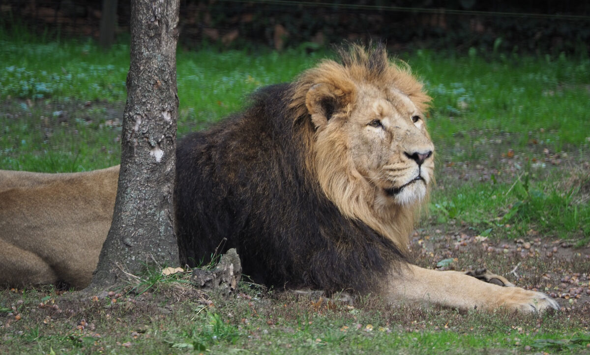 Panthera leo | Alternopedia Wiki | Fandom