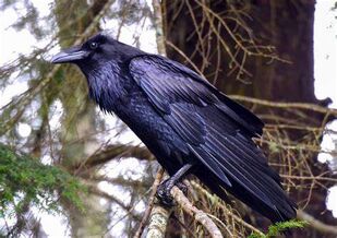 Raven bird