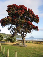Árbol pohutukawa.