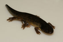 Salamander