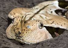 Horned Snake