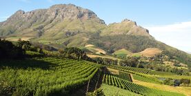 Weinberge nahe Kapstätt, Das Erbe hugenottischer Weinbauern des 17. Jhds, Bild von 2013