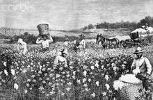 Slaves-in-the-Cotton-Fields