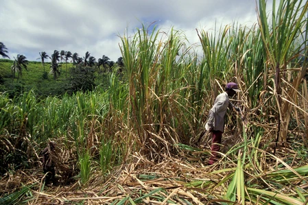 A Guyanese canecutter at work on one of the country's vast sugar estates