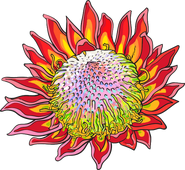 King protea (plant badge)