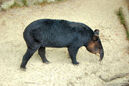 Mountain Tapir