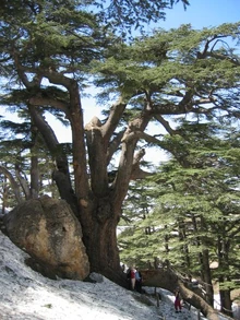 Cedro libanés en el Bosque de los cedros de Dios.