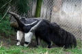 Giant Anteater
