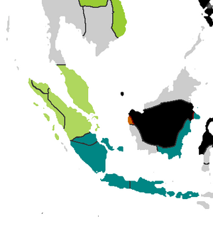 Pmii sumatra.png