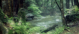 The Serenity of Allegheny National Forest